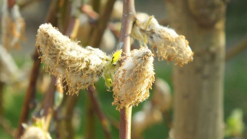 Close-up of flower plant on field