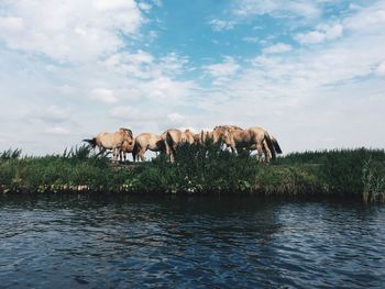 Horses on lake against sky