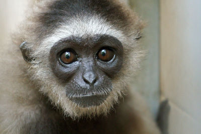 Close-up portrait of pug in zoo