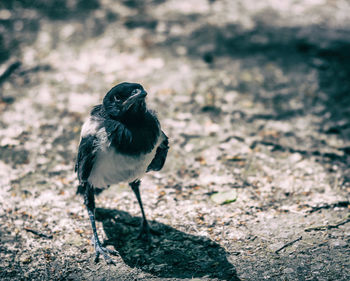 Close-up of bird perching on rock