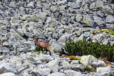 Side view of a horse on rock