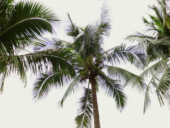 Low angle view of palm trees against clear sky