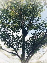 Low angle view of tree against sky