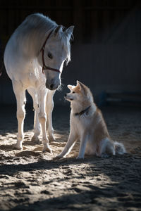 Horse standing by dog at farm