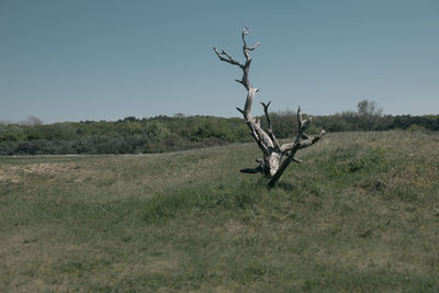 Bare tree on field against sky