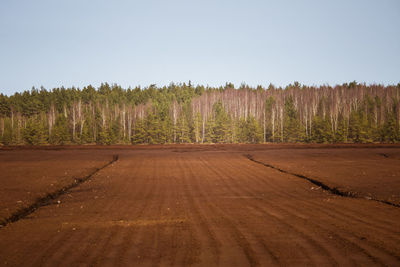 A peat harvest area in swamp in spring