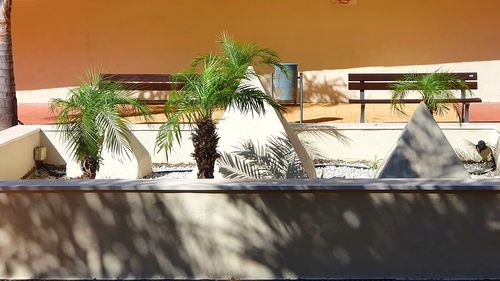 Potted plants by window against building