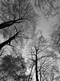 Low angle view of silhouette bare trees against sky