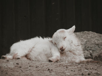 Portrait of a dog sleeping