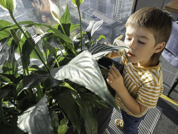 Little boy sniffs flowers of zantedeschia or calla or arum lily. potted plant with green foliage.