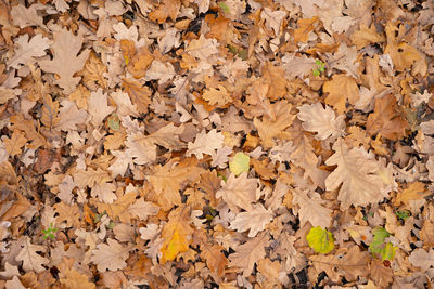 leaf