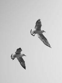Low angle view of seagulls flying against clear sky