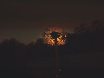 Silhouette palm trees against sky at night