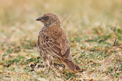 Close-up of bird perching on field