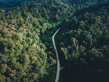 High angle view of trees and plants in forest