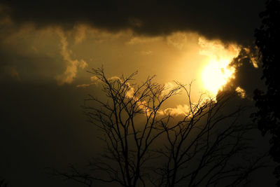 Low angle view of silhouette plants against sky during sunset