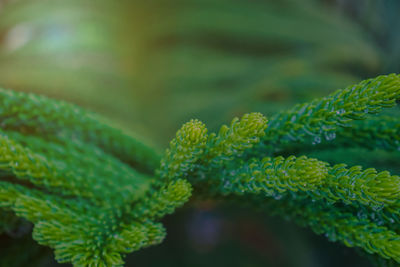 Full frame shot of plant