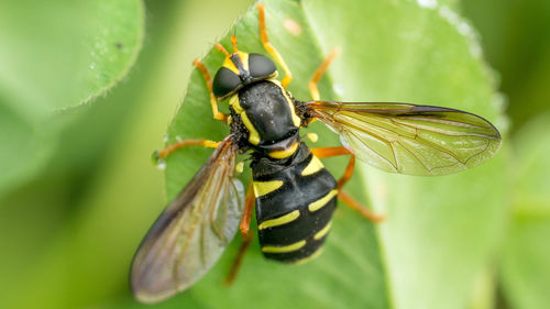 Close-up of insect on plant