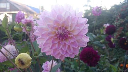 Close-up of pink flowers blooming outdoors