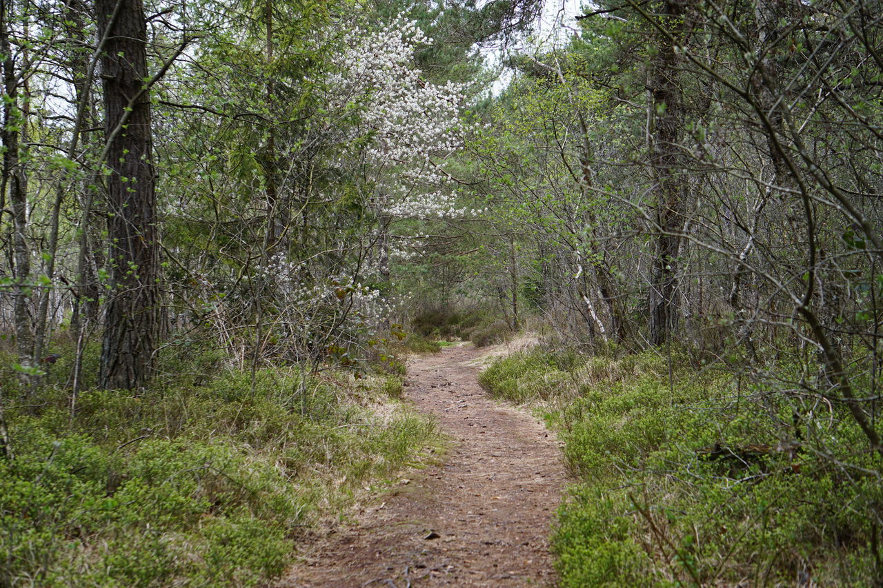FOOTPATH AMIDST TREES IN FOREST