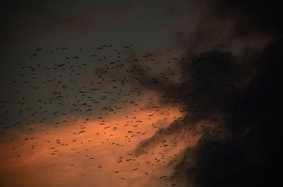 Low angle view of birds flying in sky