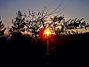 Sun shining through trees