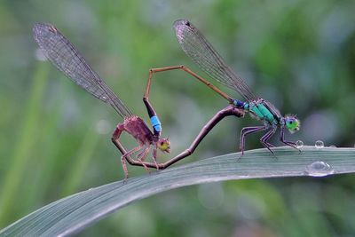 Close-up of damselfly on leaf