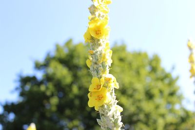 Close-up of yellow flower blooming in park