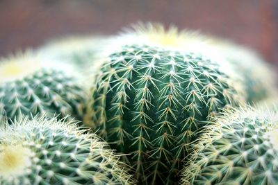 Close-up of cactus plant