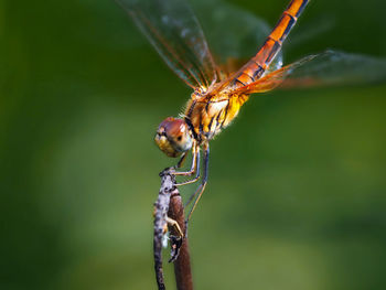 Close-up of insect on plant