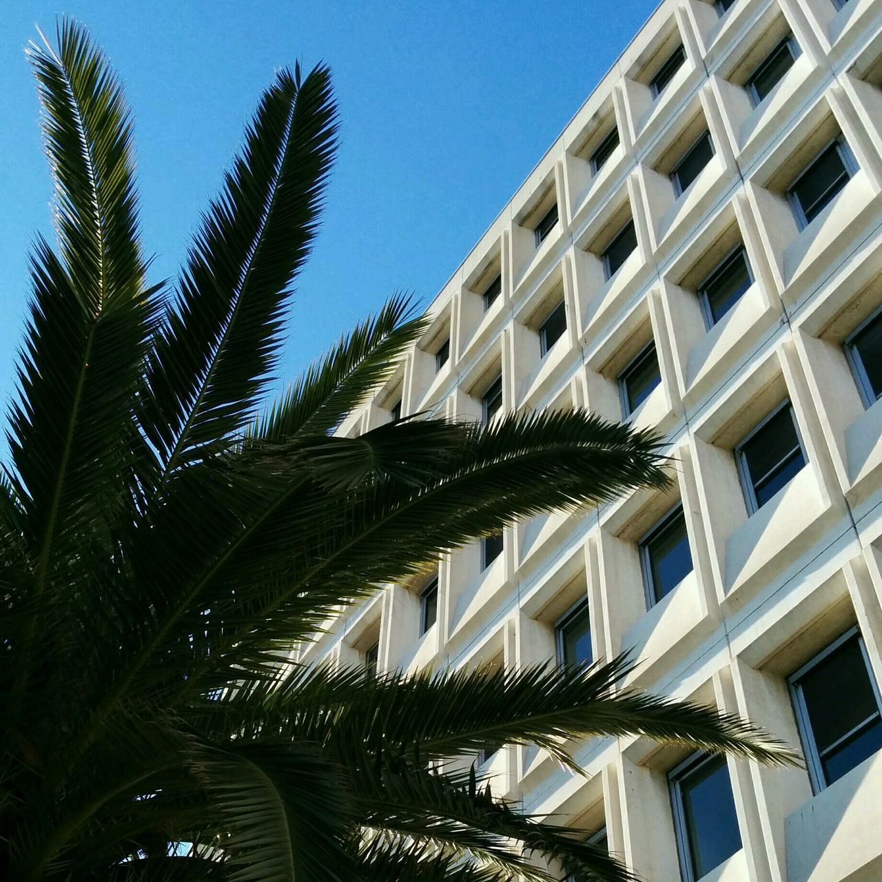 architecture, low angle view, built structure, building exterior, clear sky, building, window, growth, tree, sky, blue, residential building, day, outdoors, no people, city, residential structure, modern, sunlight, glass - material