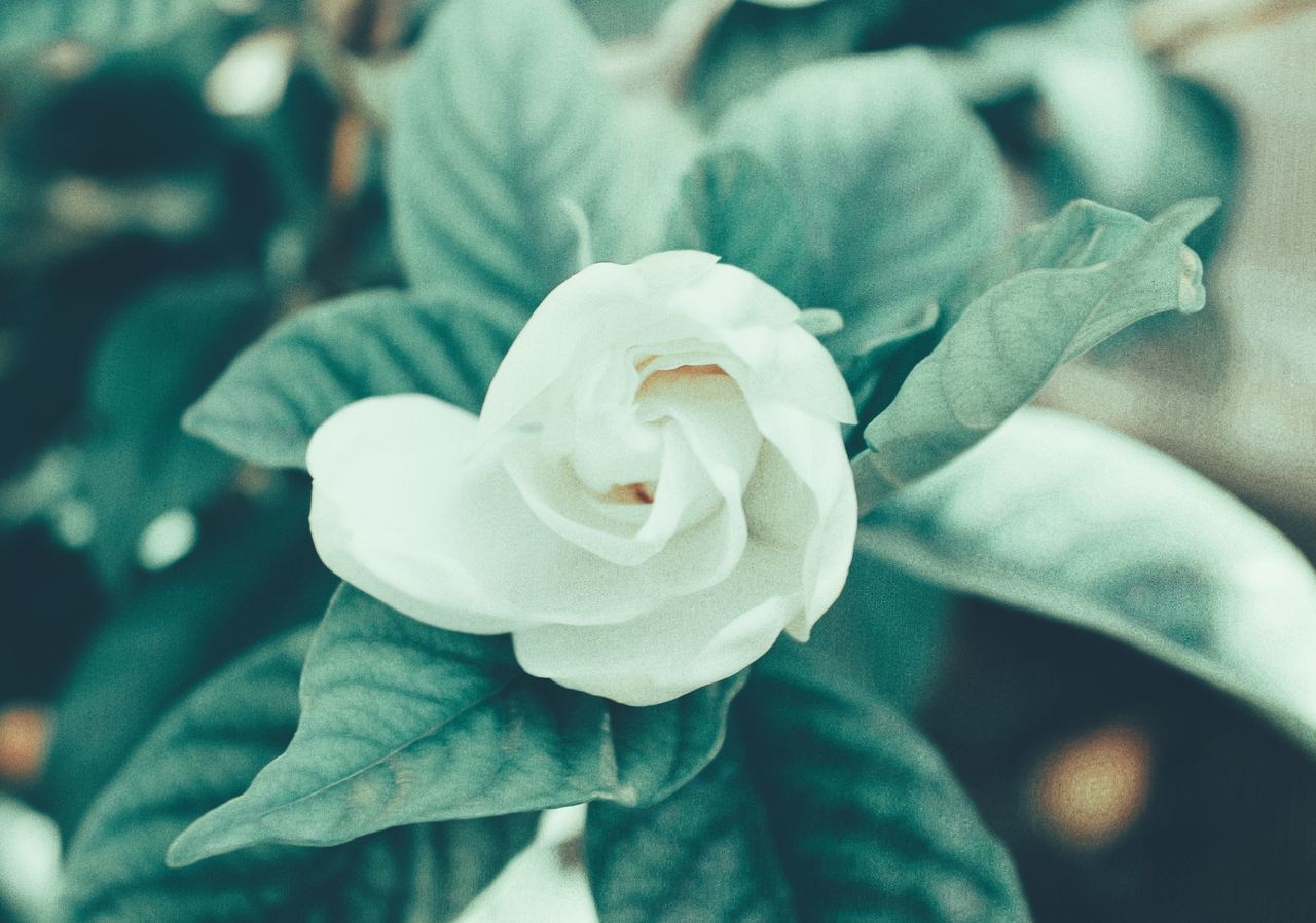 CLOSE-UP OF WHITE ROSE FLOWER