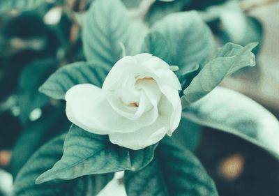 Close-up of white rose