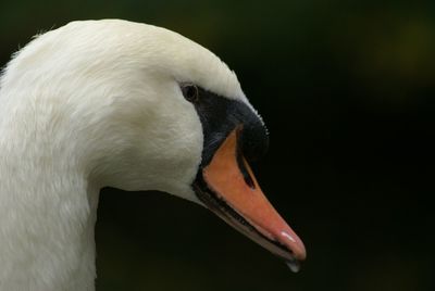 Close-up of white bird