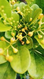 Close-up of flowering plant