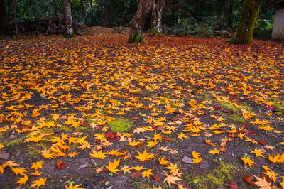 Fallen leaves on tree during autumn