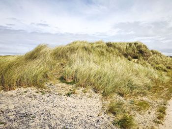 Scenic view of beach grass and sand against sky