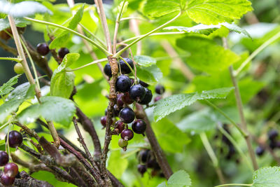 Close-up of berries growing on tree