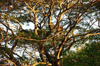 Low angle view of trees in forest against sky