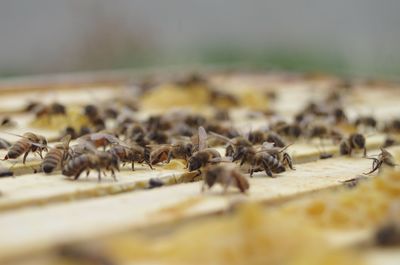 Close-up of bees on water