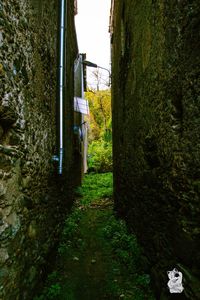 View of trees