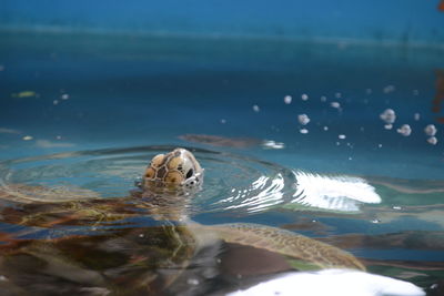 View of turtle swimming in sea