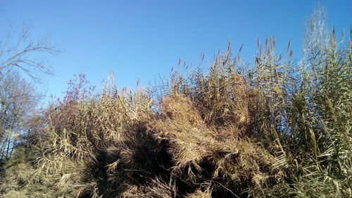 Plants against clear blue sky