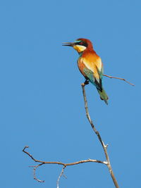 Low angle view of bird perching on branch against clear blue sky