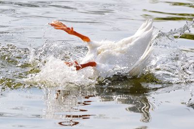 Water splashing in lake