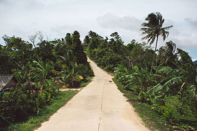 Dirt road amidst trees against sky