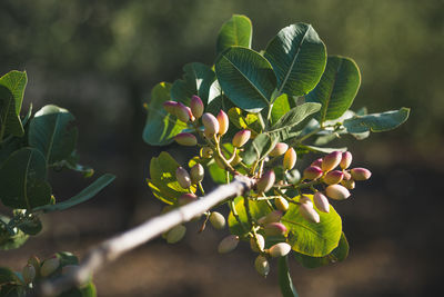 Close-up of plant growing on tree