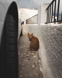 Portrait of a cat sleeping