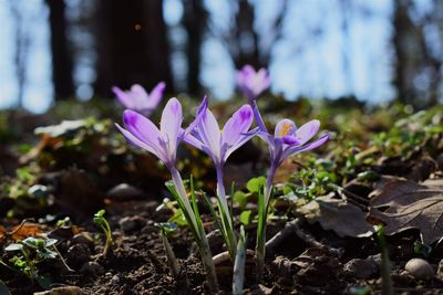 Close-up of purple crocus flower growing on field