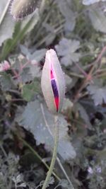 Close-up of pink flower blooming outdoors